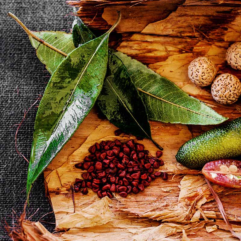 Tuck-in to Australia’s Bush Ingredients