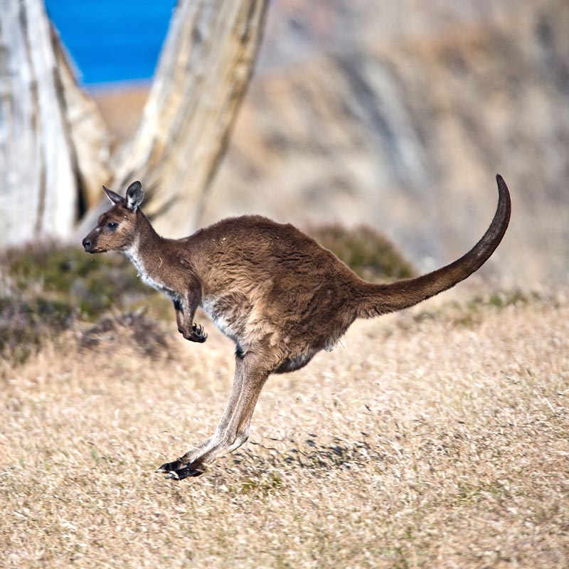 Baudin, Flinders and the Discovery of Kangaroo Island