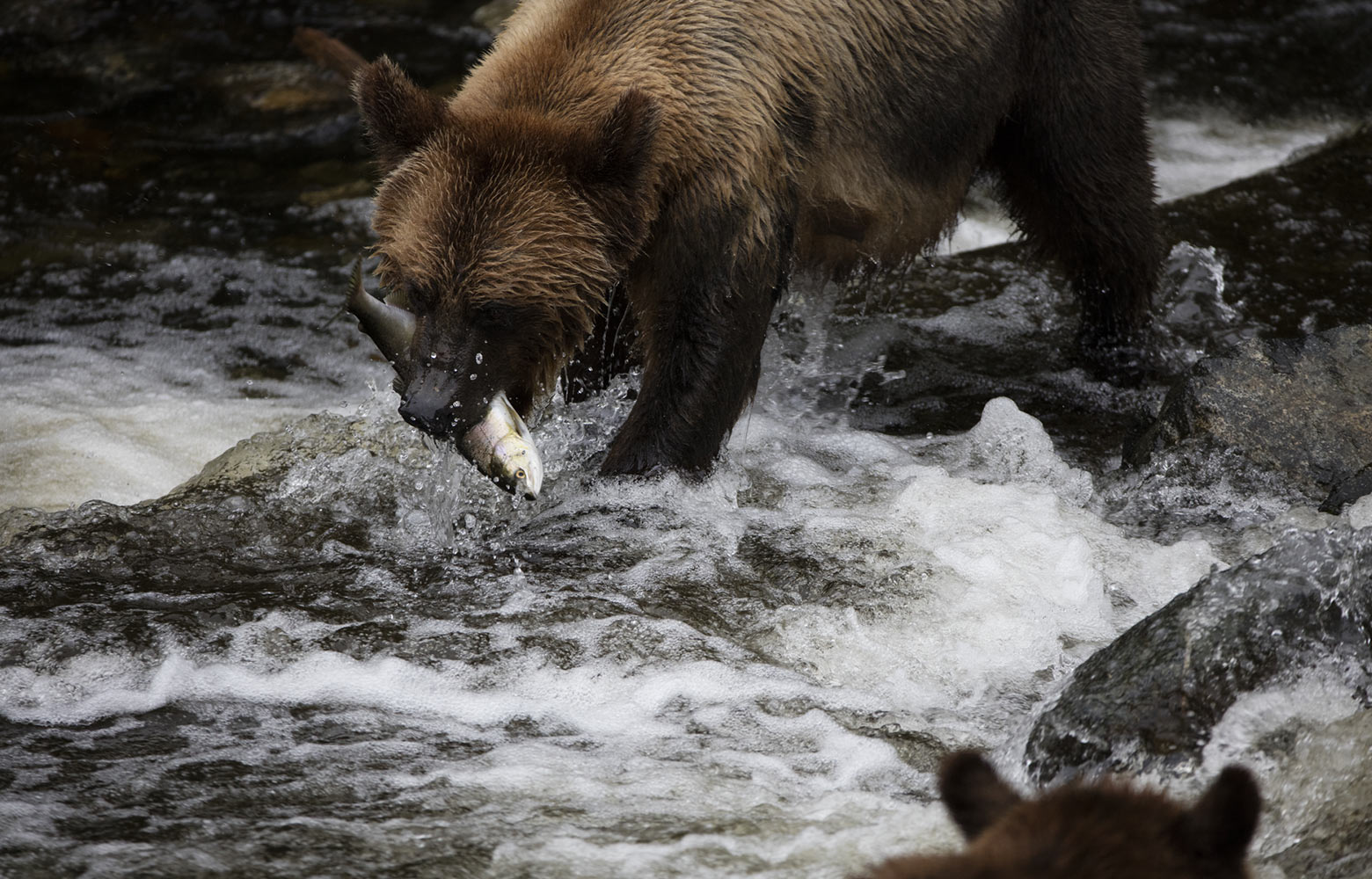 Salmon Secondary bear