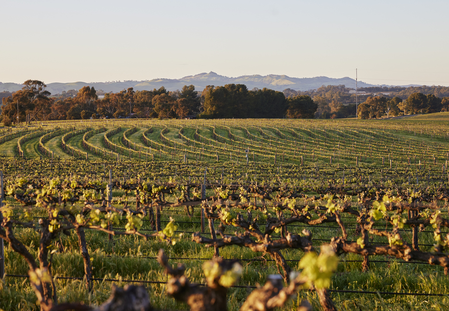 Barossa Views-BL Careers Page Lodge Carousel (880 x 610 px)-880x610